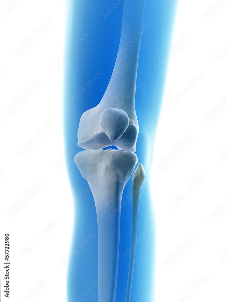 rendered illustration of the knee joint rendered illustration of the knee joint