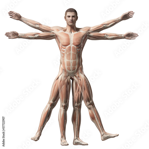 vitruvian man - muscle system