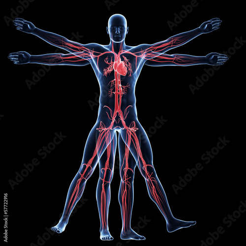 vitruvian man - vascular system photo