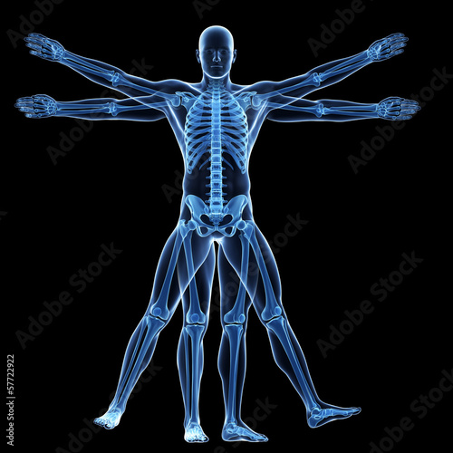 vitruvian man - skeleton