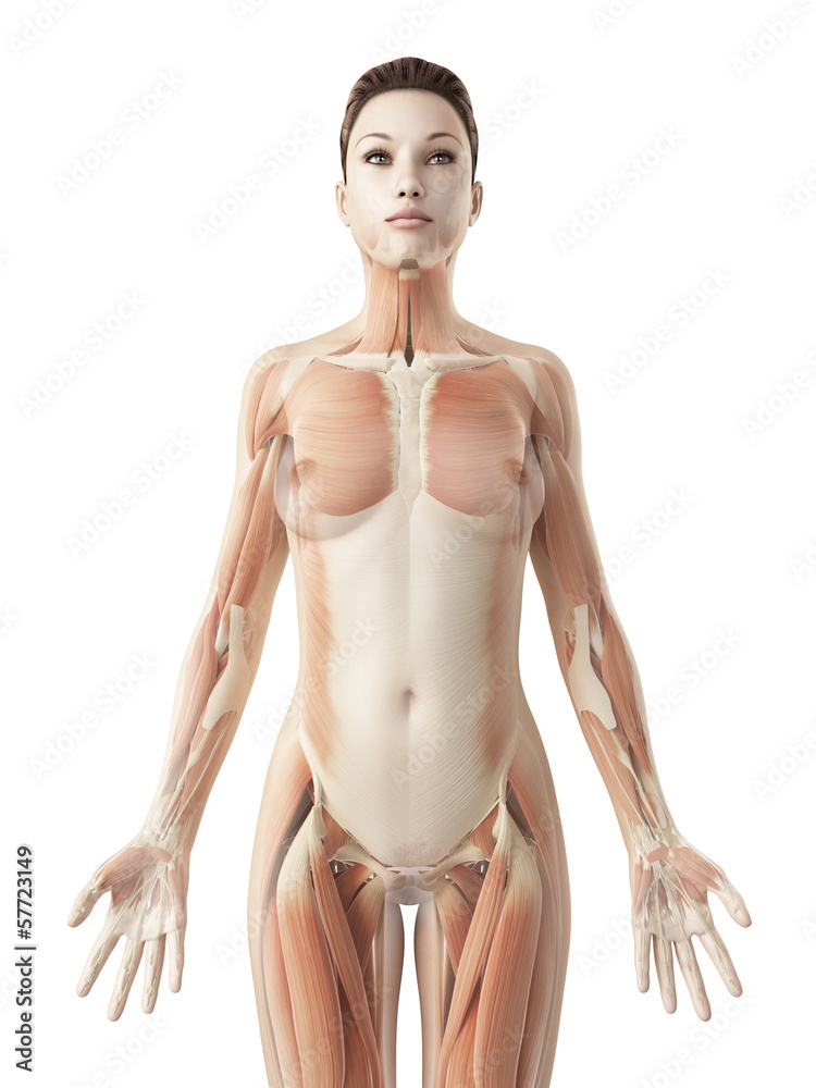 rendered illustration of the female muscle system rendered illustration of the female muscle system