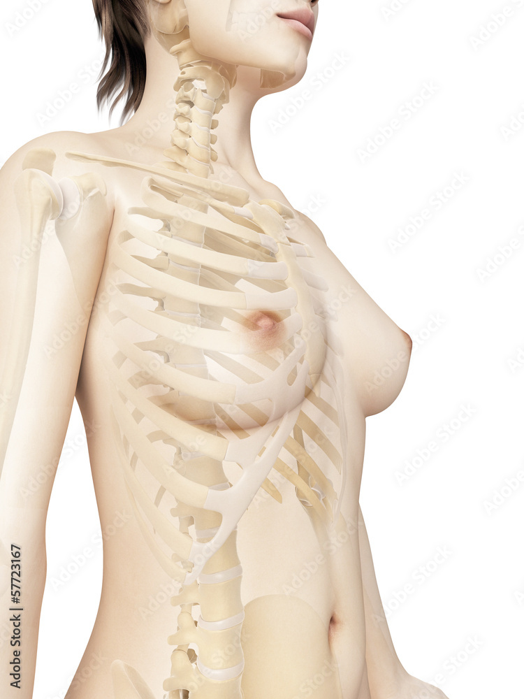rendered illustration of the female thorax bones rendered illustration of the female thorax bones