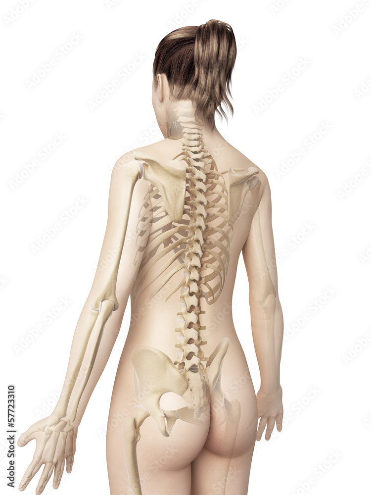 Fototapeta premium female skeleton from behind