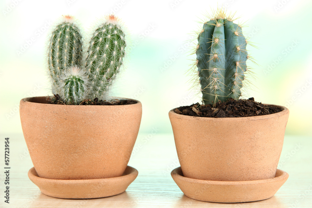 Beautiful cactuses in flowerpot on wooden table Beautiful cactuses in flowerpot on wooden table