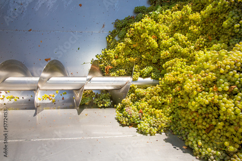 chardonnay corkscrew crusher destemmer in winemaking photo