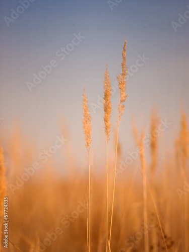 grass in wind © Željko Radojko