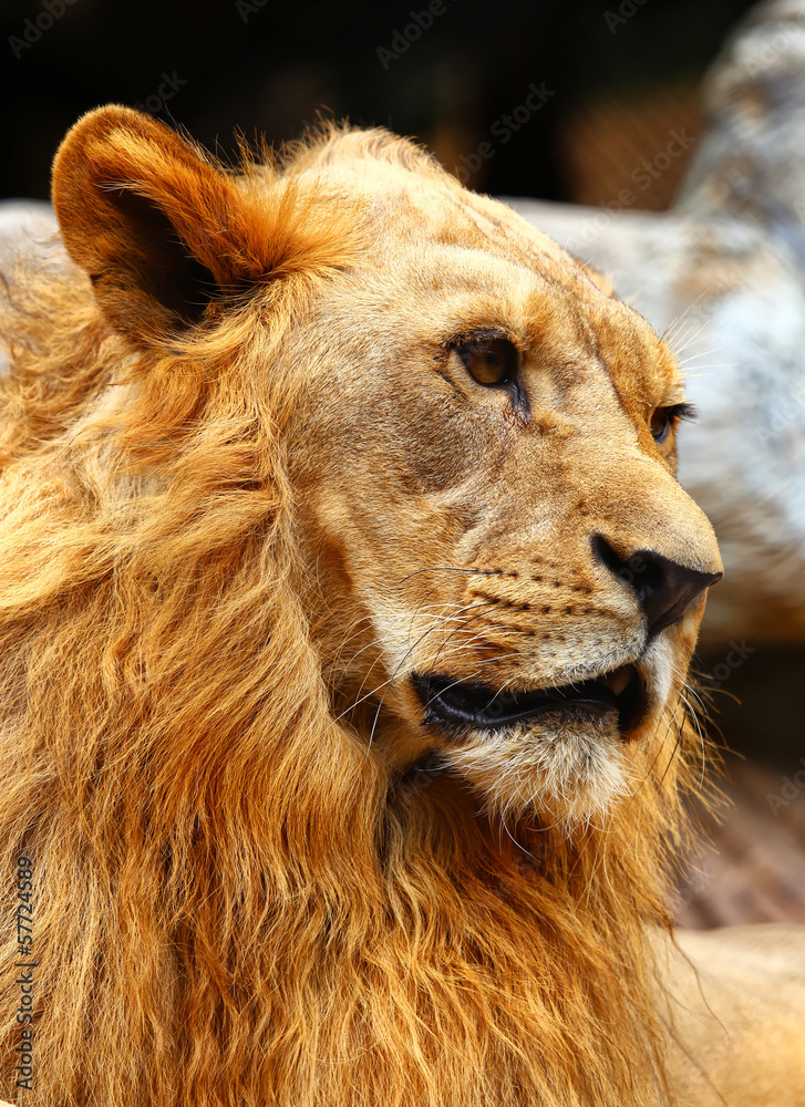 Portrait lion in the zoo