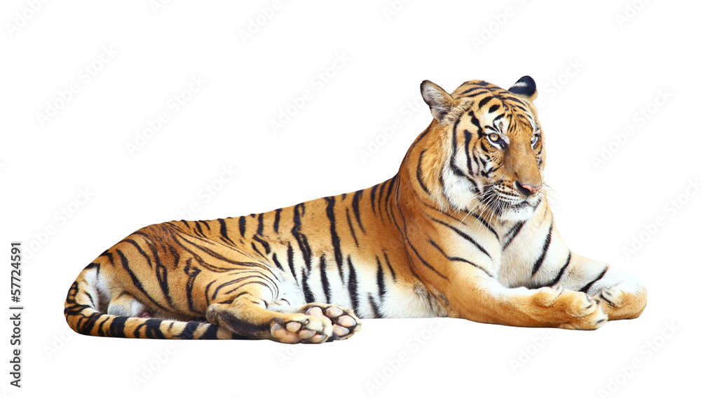 Tiger with clipping path on white background
