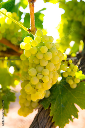 chardonnay Wine grapes in vineyard raw ready for harvest photo