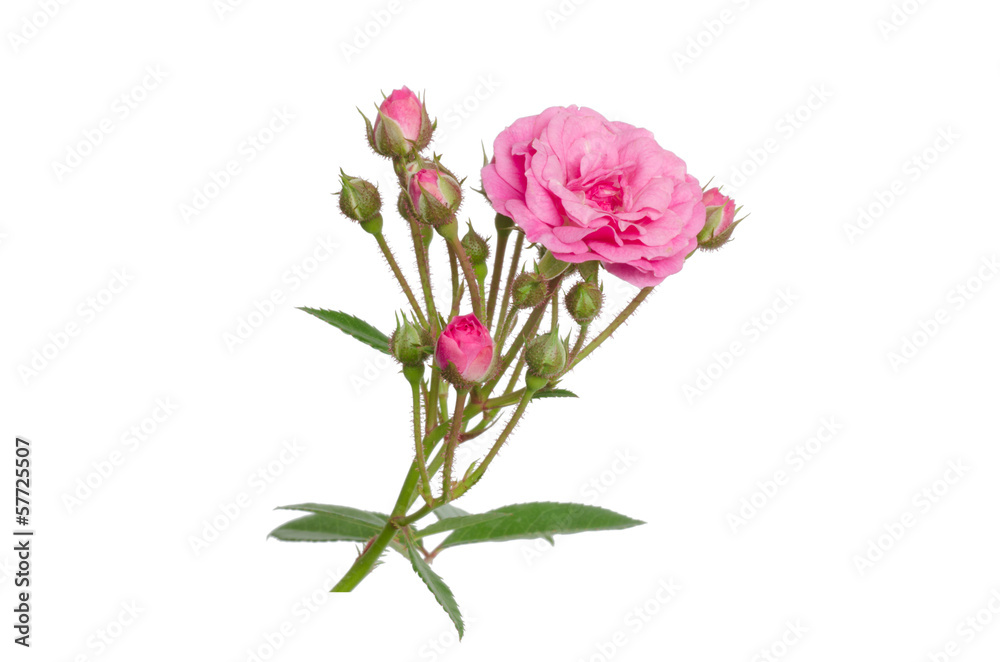 Fairy Rose isolated on white background