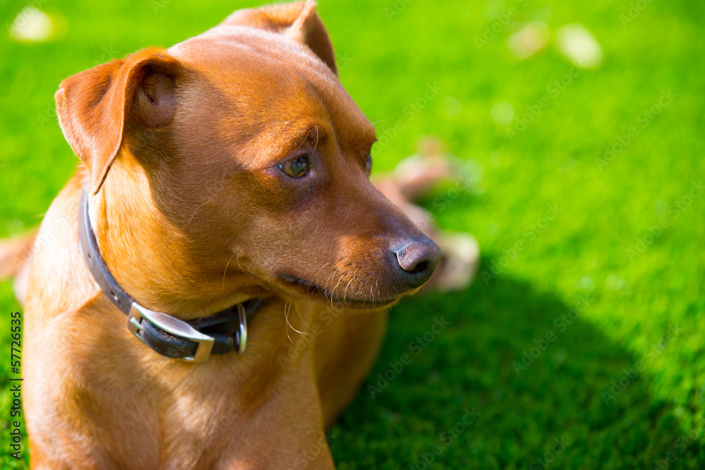 Mini pinscher brown dog portrait laying in lawn