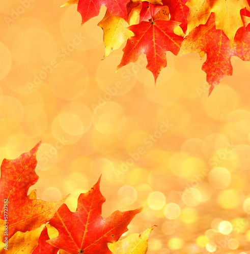 Autumn leaves. Colored Maple leafs over bokeh. Fall