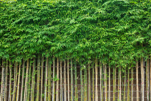 green bamboo wall