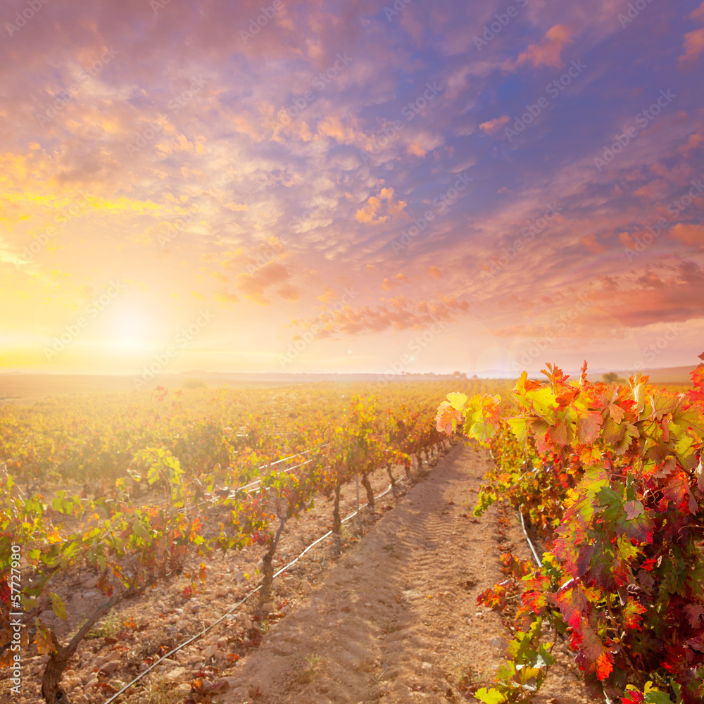 sunrise in vineyard at Utiel Requena vineyards spain