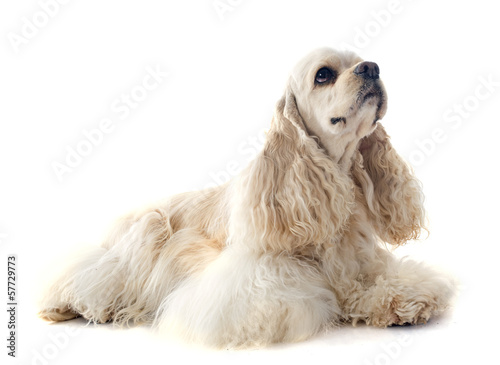 фотографія american cocker spaniel