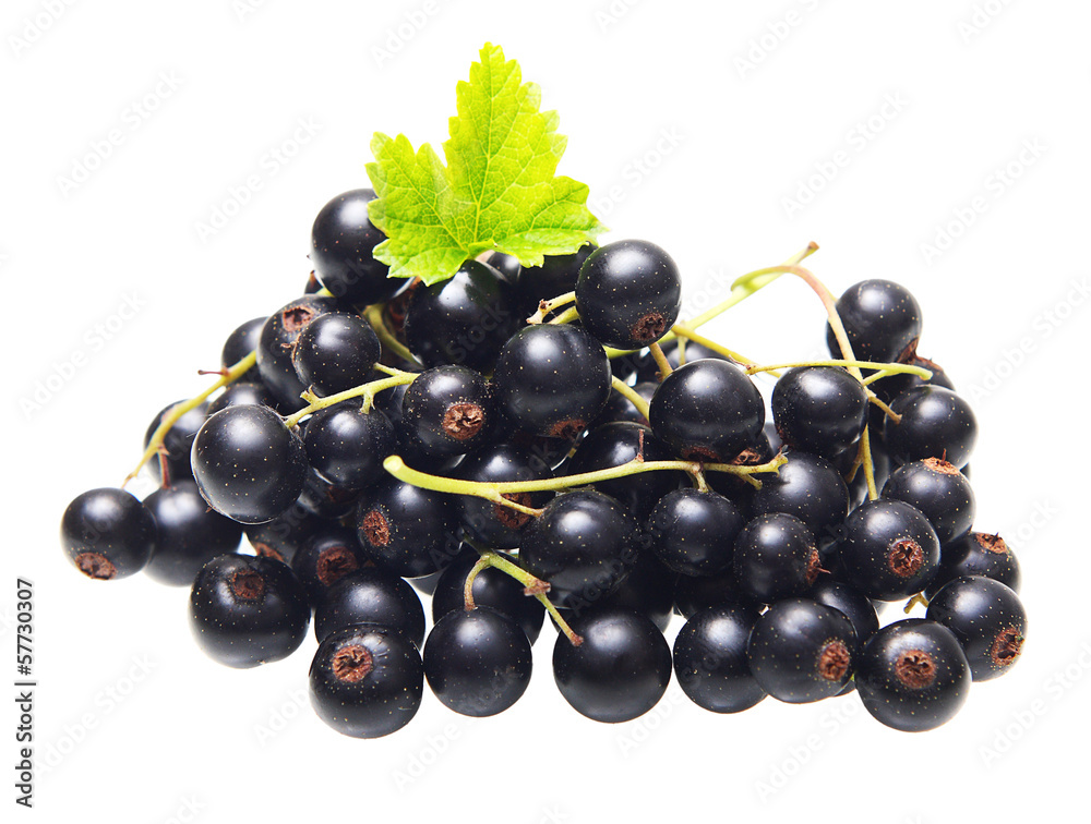 Branch black currants isolated on white Branch black currants isolated on white