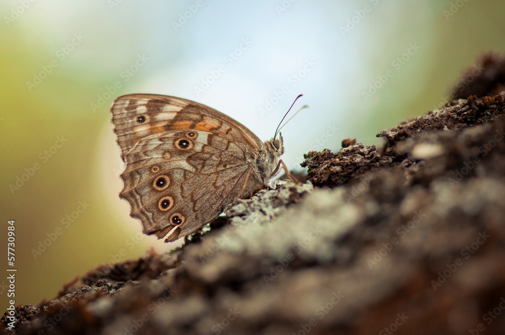 Obraz premium Butterfly landing on a tree