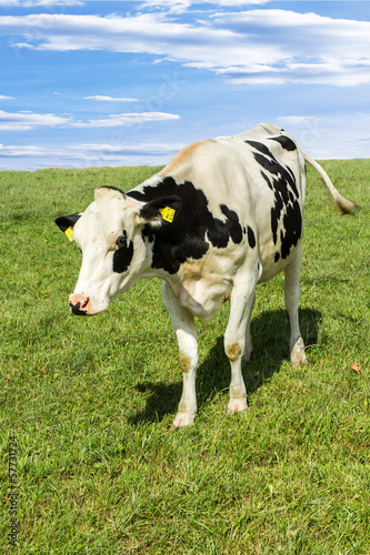 Cow on the pasture © Edler von Rabenstein