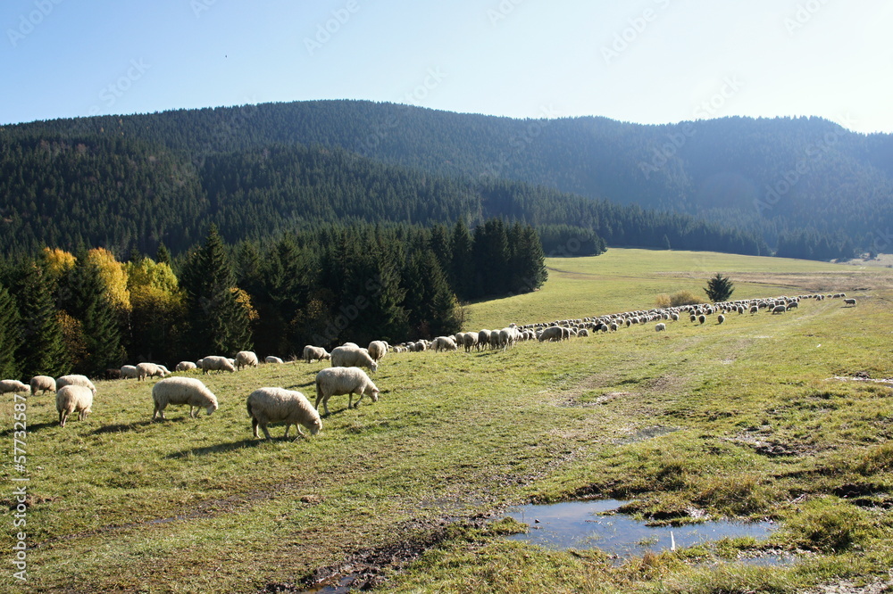 Herd of sheeps in Rohače mountains, Liptov, Slovakia