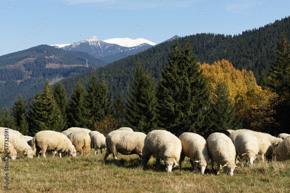 Herd of sheeps near Prosiecka valley, Liptov, Slovakia