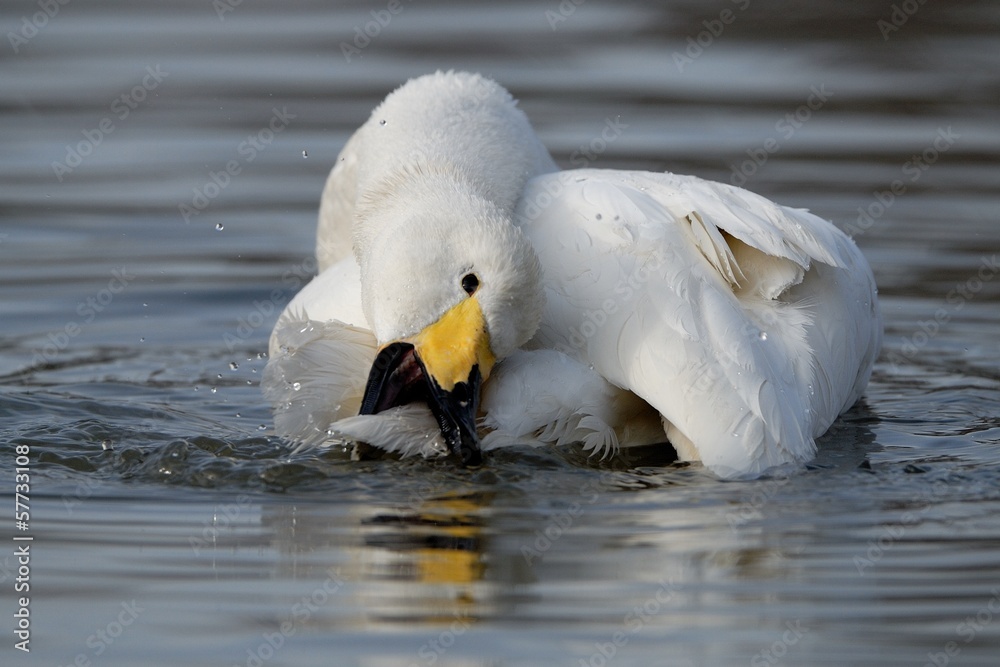Fototapeta premium cigno selvatico