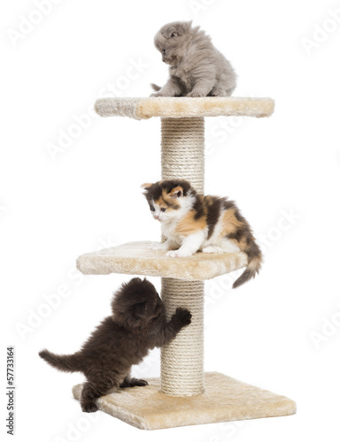 Fototapeta Naklejka Na Ścianę i Meble -  Highland fold or straight kittens playing on a cat tree, isolate