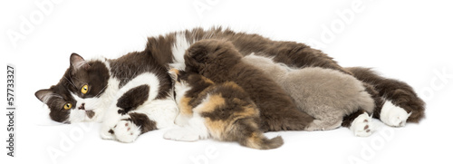 Front view of British Longhair lying, breastfeeding kittens
