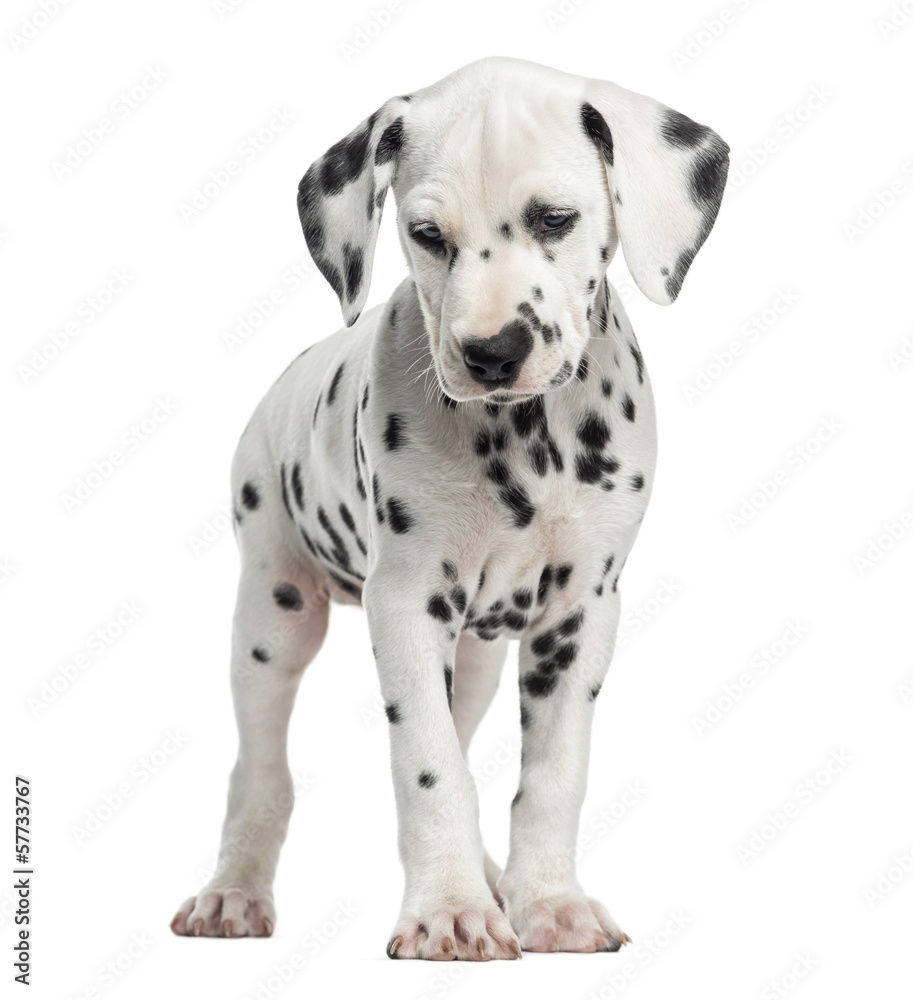 Front view of a Dalmatian puppy standing, isolated on white