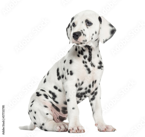 Side view of a Dalmatian puppy sitting, looking away, isolated o