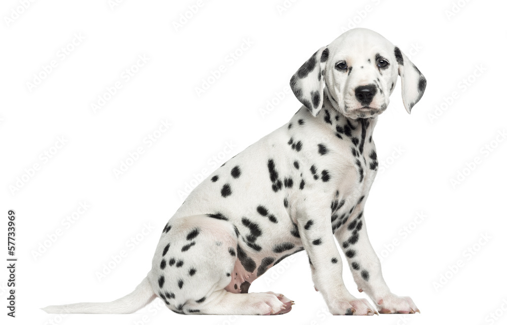 Side view of a Dalmatian puppy sitting, looking at the camera