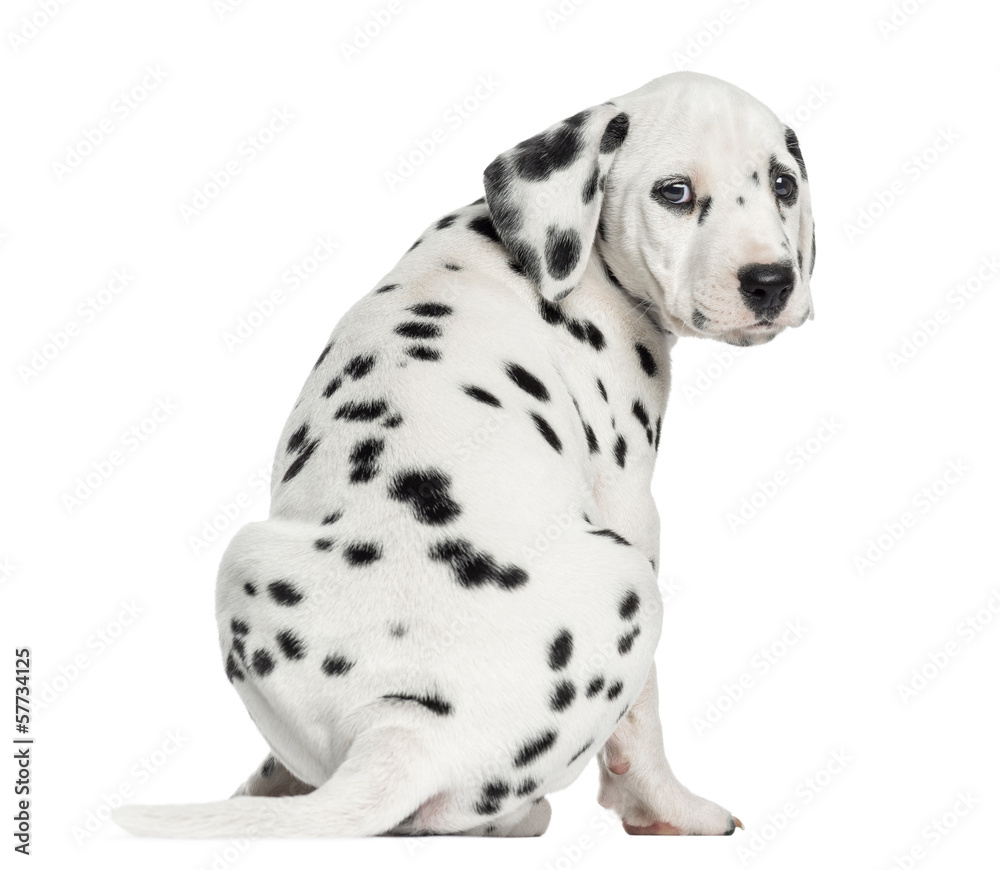 Rear view of a Dalmatian puppy sitting, looking at the camera
