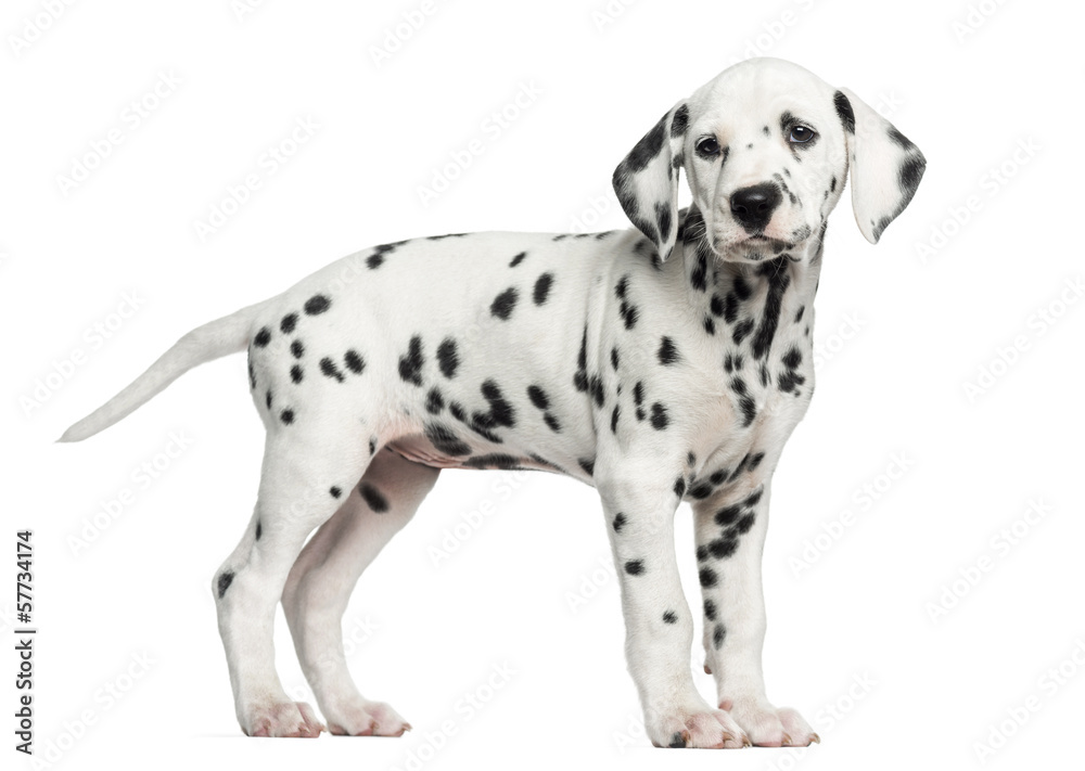 Side view of a Dalmatian puppy standing, looking away, isolated