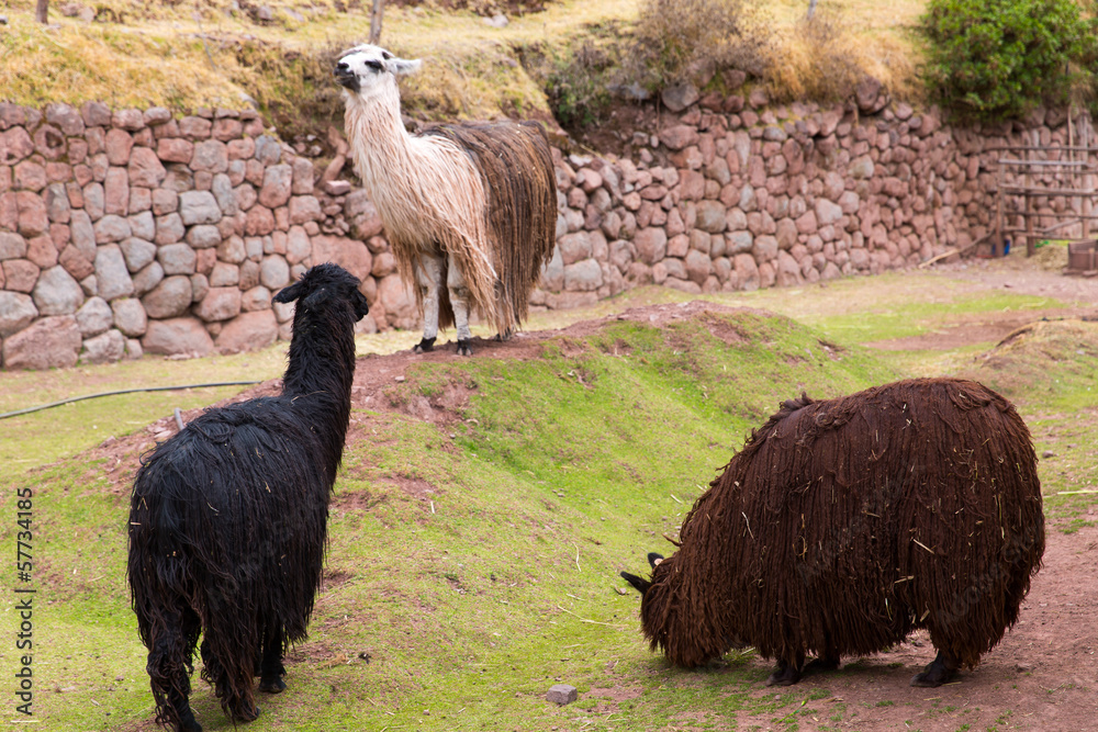Llama. Farm of llama,alpaca,Vicuna in Peru,South America Stock Photo