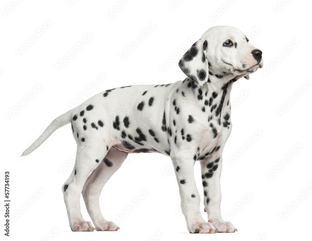 Side view of a Dalmatian standing, looking up, isolated on white Side view of a Dalmatian standing, looking up, isolated on white