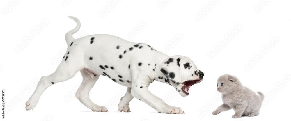 Dalmatian puppy trying to bite a highland fold kitten