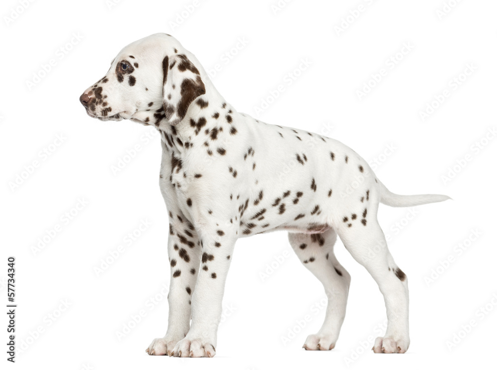 Side view of a Dalmatian puppy standing, isolated