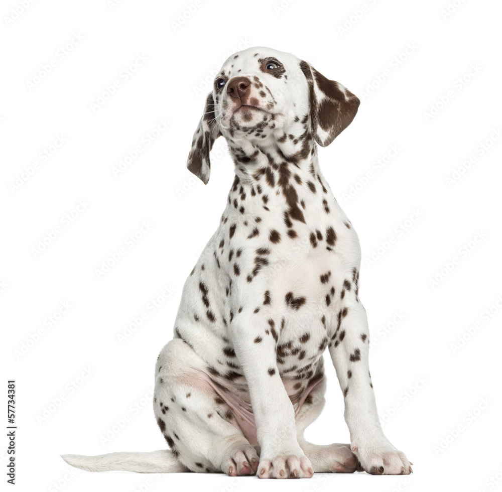 Front view of a Dalmatian puppy looking up, isolated on white