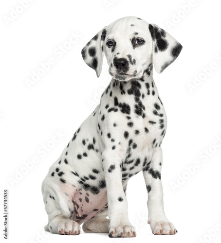 Dalmatian puppy sitting, isolated on white photo