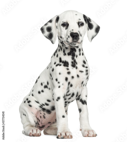 Front view of a Dalmatian puppy sitting, facing, isolated © Eric Isselée