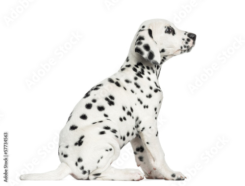 Fototapeta Naklejka Na Ścianę i Meble -  Side view of a Dalmatian puppy sitting, looking up, isolated on