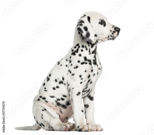 Fototapeta Naklejka Na Ścianę i Meble -  Side view of a Dalmatian puppy sitting, looking away, isolated o