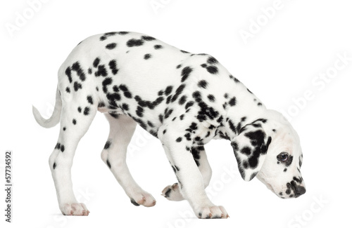 Side view of a Dalmatian puppy standing  sniffing the floor