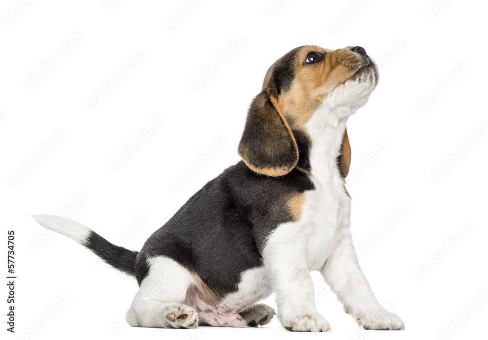 Beagle puppy howling, looking up, isolated on white