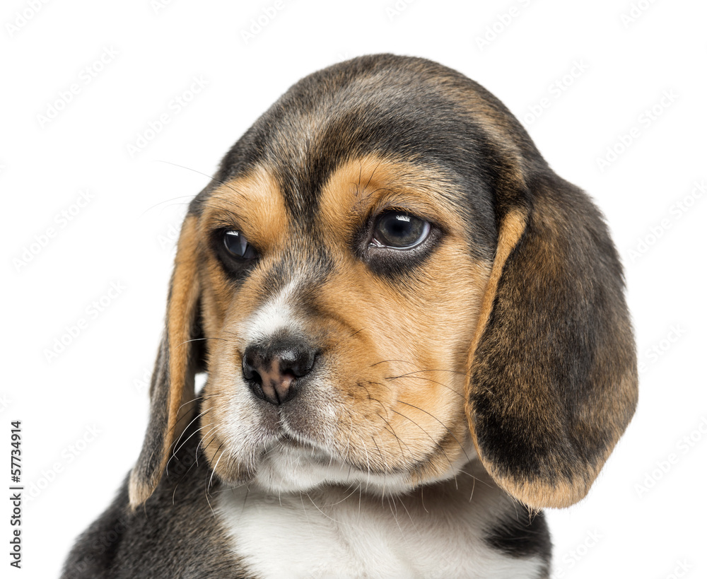 Close-up of a Beagle puppy looking away, isolated on white