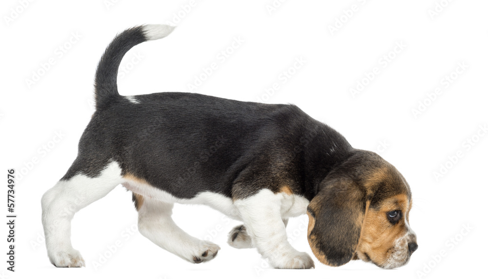 Side view of a Beagle puppy walking, sniffing the floor