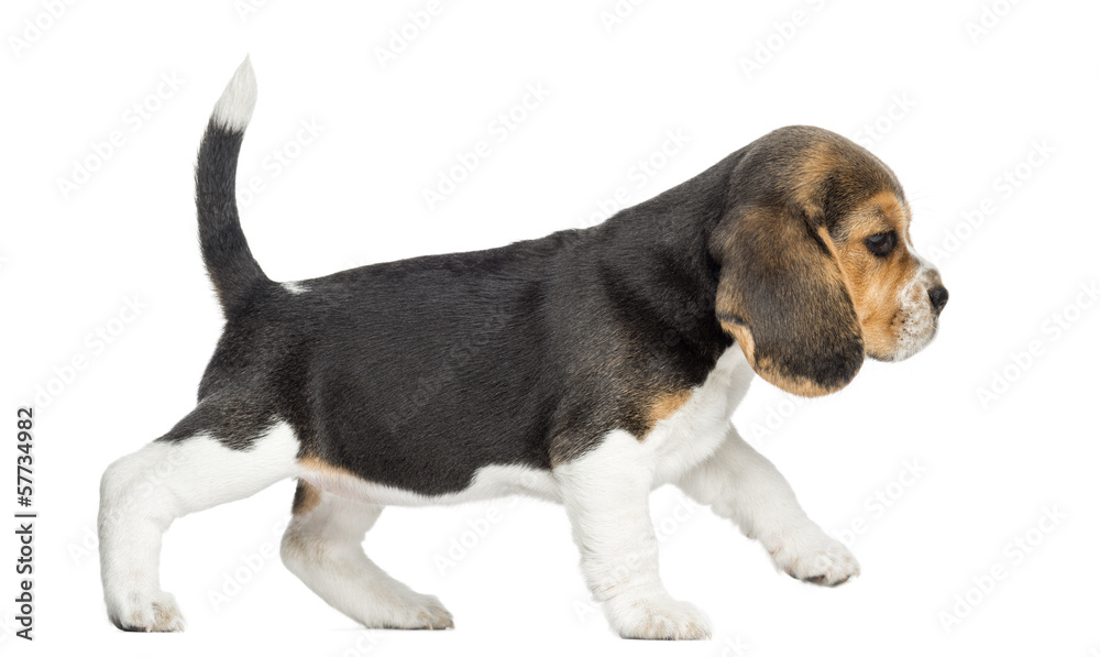 Side view of a Beagle puppy walking, isolated on white Side view of a Beagle puppy walking, isolated on white