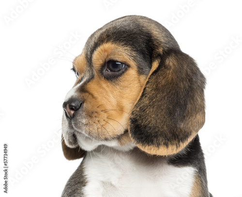 Close-up of a Beagle puppy's profile, isolated on white