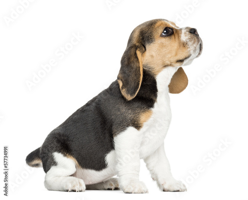 Side view of a Beagle puppy sitting, looking up, isolated