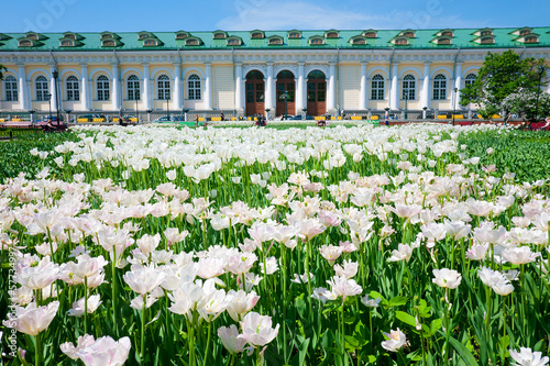 Alexandrovsky garden in Moscow, Russia photo