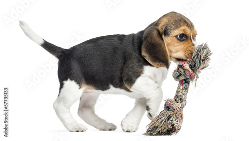 Side view of a Beagle puppy playing with a rope toy, isolated